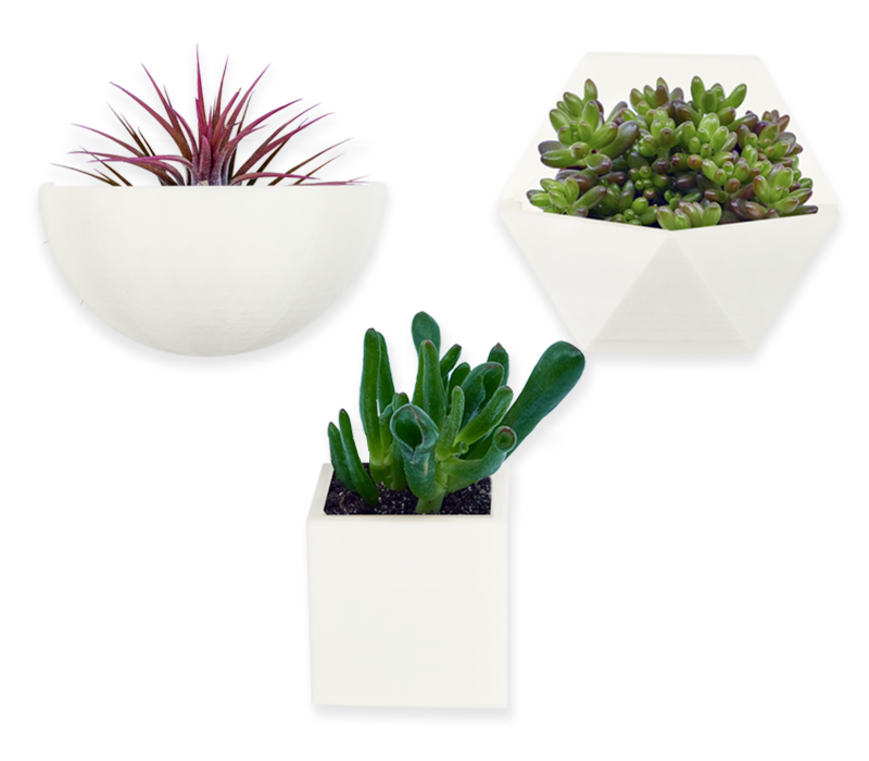 colectie mini plante